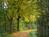 Fototapeta Krajobraz - Herbst am Fluß Aa im Münsterland