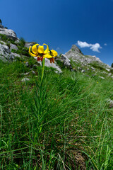 Canvas Print - Alanian lily // Albanische Lilie (Lilium albanicum) - above Bukumirsko Lake, Montenegro