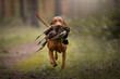 hunting dog vizsla wirehair retrieve apport 