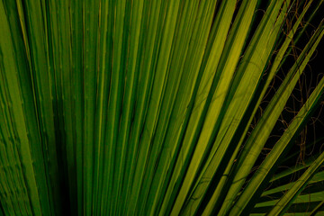 palm tree leaves