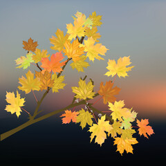Wall Mural - golden maple tree branch on dark background