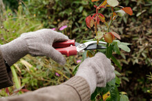Gloved Hands Of Gardener With Scissors Pruning Top Of Rose Bush Growing On Flowerbed In The Garden While Taking Care Of Plants