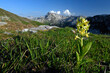 Holunder-Knabenkraut // Elder-flowered orchid (Dactylorhiza sambucina) - oberhalb des Bukumirsko Sees in Montenegro, mit Blick auf die Albanischen Berge (Grüne Grenze zwischen Montenegro & albanien)
