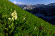 Elder-flowered orchid // Holunder-Knabenkraut (Dactylorhiza sambucina) - above Bukumirsko Lake in Montenegro with Albanian mountains (Jezerca Peak) in the background