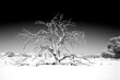 black & white image of a deadwood spindly tree stands in the orange desert with a clear sky background in Namib Desert