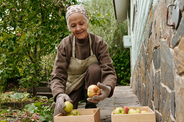 Senior farmer sitting on squats in front of two wooden boxes with fresh ripe apples and choosing fruit for homemade juice or jam