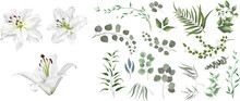 Vector Grass And Flower Set. Eucalyptus, Different Plants And Leaves. White Lilies , Branches With Flowers