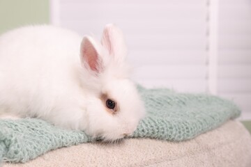Wall Mural - Fluffy white rabbit on soft blanket indoors, space for text. Cute pet