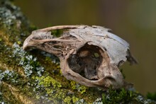 Closeup Of A Rodent Skull On A Tree Log Covered With Green Moss