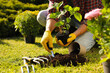 Man transplanting beautiful plant into soil outdoors on sunny day, closeup. Gardening time