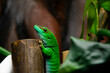 Green lizard clings onto a piece of wood