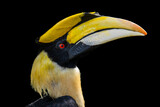 Fototapeta  - portrait for a great hornbill on black background