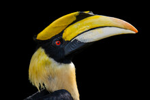 Portrait For A Great Hornbill On Black Background
