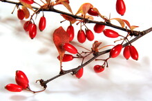 Barberry (Berberis Vulgaris) Branch With Red Ripe Berries Isolated On A White Background