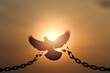 Freedom concept. Silhouettes of broken chain and bird flying over  sunset. 