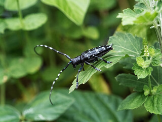 Poster - citrus longhorn beetle on a leafy plant 1