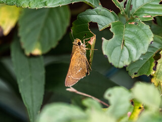 Wall Mural - Common Straight Swift butterfly rests in a bush 2