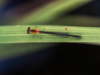 Wall Mural - common bluetail damselfly on a blade of grass