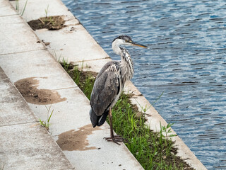 Poster - Gray heron rests beside a pond 1