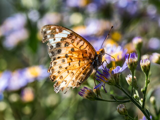 Wall Mural - Tropical Fritillary butterfly on aster flowers 2