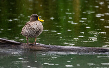 Yellow Billed Duck Photographed In The Rain, Rietvlei Nature Reserve, Gauteng, South Africa.