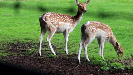 fallow deer in a wildlife park