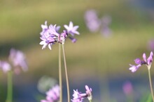 Sweet Purple Garlic Chives Flower Blossom In A Bed With Sunlight And Blurred Green Leaves Background 