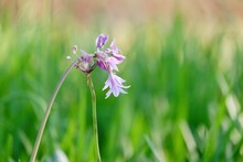 Sweet Purple Garlic Chives Flower Blossom In A Bed With Sunlight And Blurred Green Leaves Background 