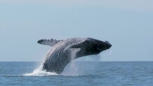 HD Of The Whales Swimming And Jumping On The Beach
