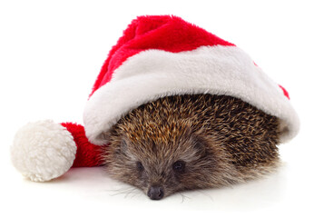 Wall Mural - Hedgehog in a Christmas hat.