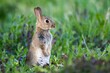 Closeup shot of a cute bunny in its natural habitat