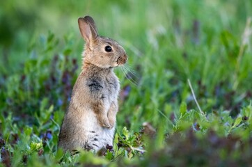 Canvas Print - Closeup shot of a cute bunny in its natural habitat