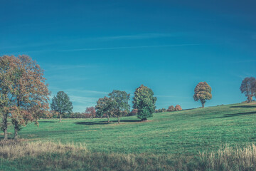 Wall Mural - Trees on the meadow in autumn season.Sunny day.