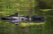 loon with baby in nature