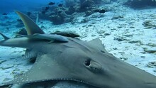 Guitar Stingray Patrols The Seabed In Search Of Food.