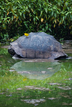 Galapagos Giant Tortoise Sitting In A Pond With Yellow Warbler Sitting On Its Shell