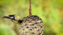 Great Tit (Parus Major) On Fat Ball Pine Cone, Warm Colors