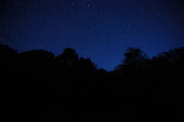 Wall Mural - the landscape of the starry sky through the silhouette of tree branches. night sky scenery in the fo