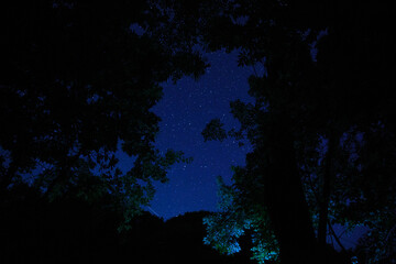 Wall Mural - the landscape of the starry sky through the silhouette of tree branches. night sky scenery in the fo