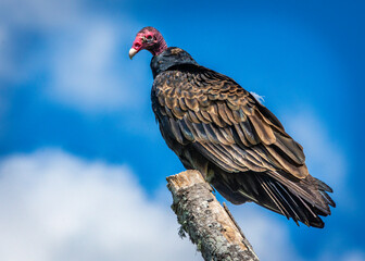 Wall Mural - Vulture keeping watch over Clear Creek!