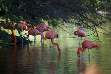 Several Flamingos Looking For Food In The Water Next To A Tree