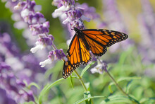 Endangered monarch butterfly on purple flower