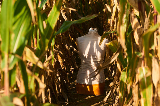 Spooky mannequin standing in a corn field.