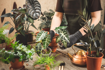 Wall Mural - Woman taking care of home garden or plant workshop