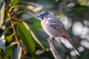 Wall Mural - A Red Vented Bulbul resting on a branch