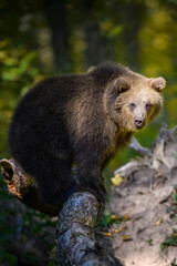 Sticker - Wild Brown Bear (Ursus Arctos) in the summer forest. Animal in natural habitat