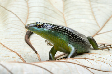 Wall Mural - Olive Dasia Tree Skink lizard closeup on wood with isolated background