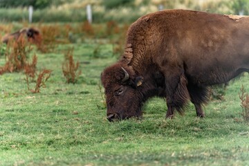 Sticker - Plains bison grazing in the green field