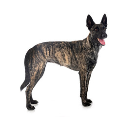 Sticker - Dutch Shepherd in studio