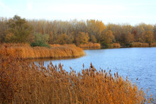 Lake In Autumn
